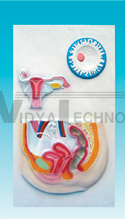 The relief model of female pelvic cavity system